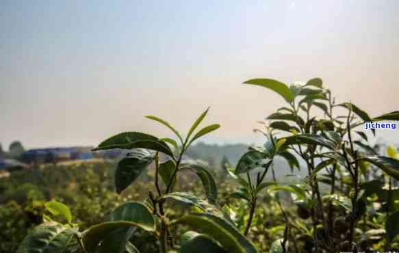 一山一茶一味道：春种秋收的人生旅程，品味一山一味的茶价与境界，探寻一茶一山、一山一茶的神秘来历。访问一山一茶官网，熟悉更多相关信息。