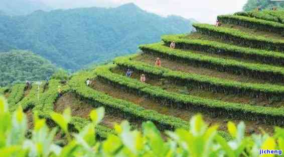 文山顶茶特点，品味文山顶茶的特别魅力：探索其特点与文化价值