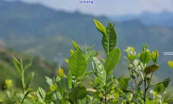 大山茶叶，品味大自然的馈赠：大山茶叶的魅力与鉴