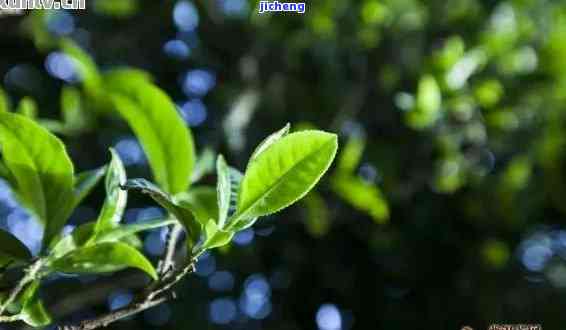 大山茶叶，品味大自然的馈赠：大山茶叶的魅力与鉴