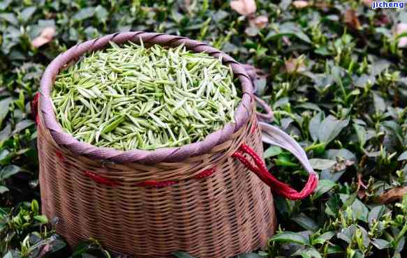 大山茶叶，品味大自然的馈赠：大山茶叶的魅力与鉴