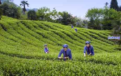 峨眉山禅茶价格-峨眉山禅茶价格表