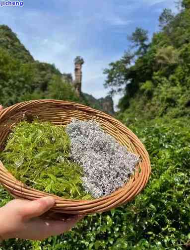 岩莓茶的价格-岩莓茶的价格是多少钱