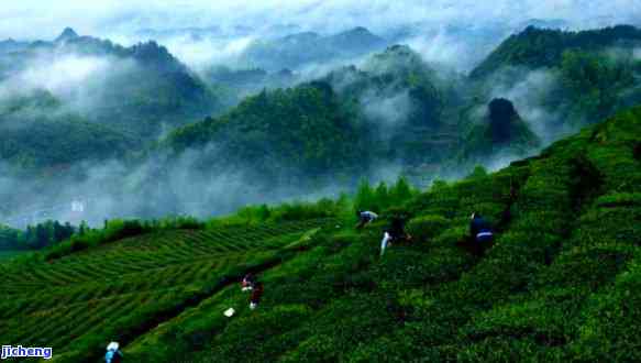 小茶海景区：生态、门票、图片全攻略