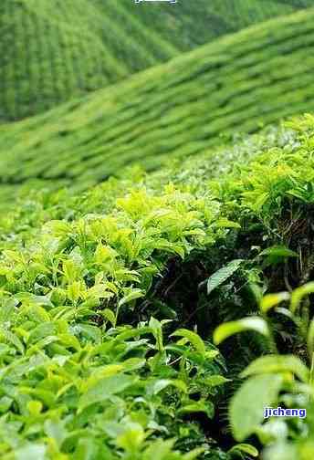 大山茶叶，品味大自然：探索大山茶叶的无穷魅力