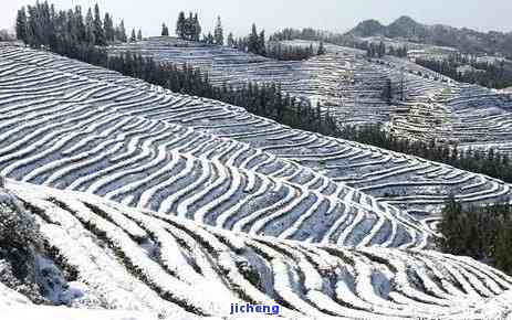 珙县鹿鸣茶山在哪里？探索茶园、茶厂、公司与茶叶的美丽世界！