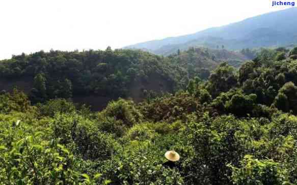 石芽坝山茶价格-石芽坝山茶价格表