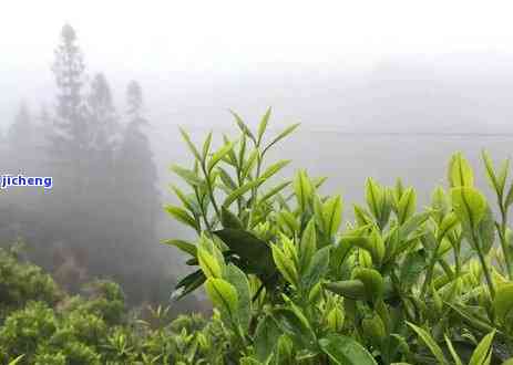 凤凰贡香茶价格-凤凰贡香茶价格及图片