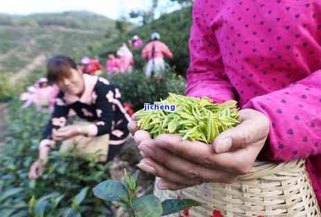 安吉高山茶价格袋装图片，寻找优质茶叶？尝试安吉高山茶，现在购买袋装图片，享受优价格！