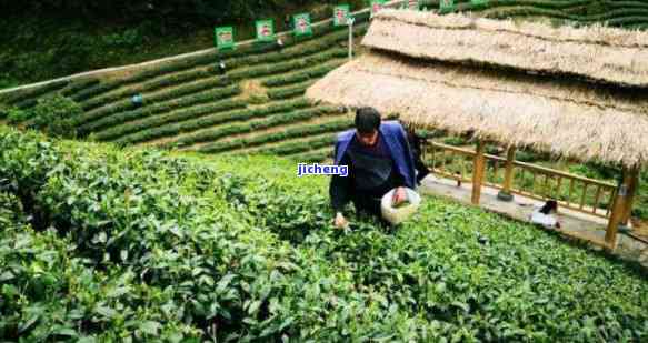 安富硒茶多少钱一斤？晨雾中的汗水与期待