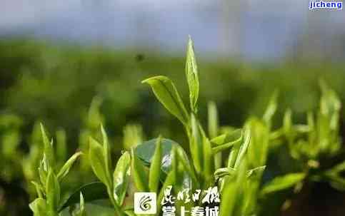 大忠山春茶价格多少？一斤、古树茶价格全解析！