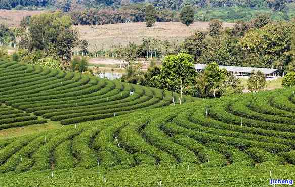 江市茗皇茶业基地：地址、电话及种植基地详情