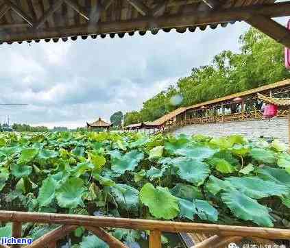 青岛海青绿茶价格全解析：盒装、多少、查询、走势一网打尽！