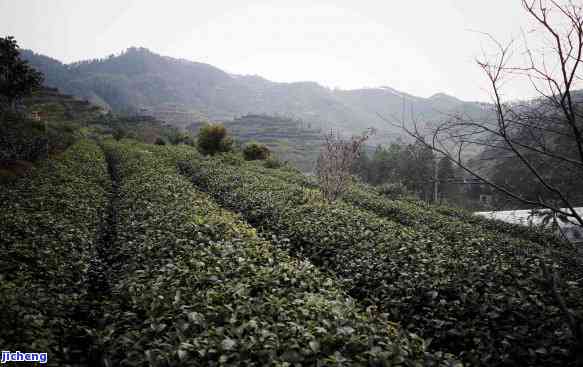 开平大沙茶价格-开平大沙茶价格表