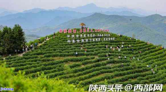 平利县女娲茶业，探访平利县女娲茶业：品味千年茶香，领略绿色生态之美