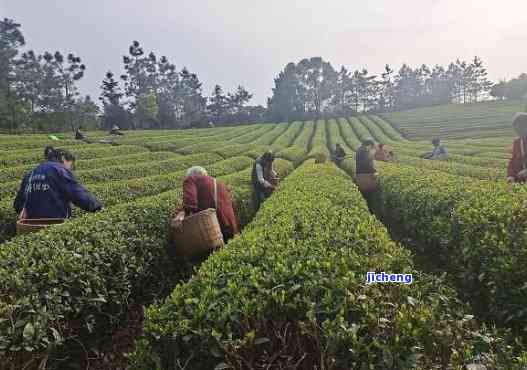 湘潭羊鹿茶叶，品尝湖南特色：湘潭羊鹿茶叶的魅力