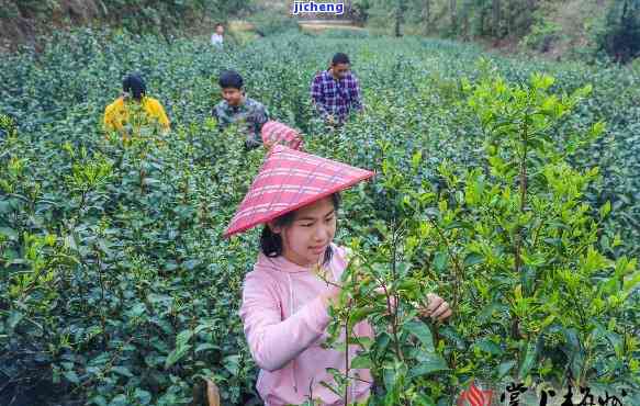 平远锅叾茶价格-平远锅叾茶多少钱一斤