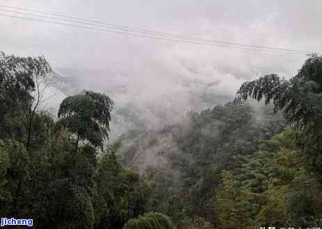 绩溪的金山时雨茶叶，【安徽特产】金山时雨 茶叶 红茶 绩溪毛峰 外形肥壮匀整 色红艳明亮 口感醇厚爽 45g/罐