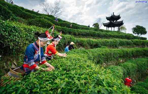 景明茶产于丽水景畲族，丽水景畲族：探寻明茶的故乡