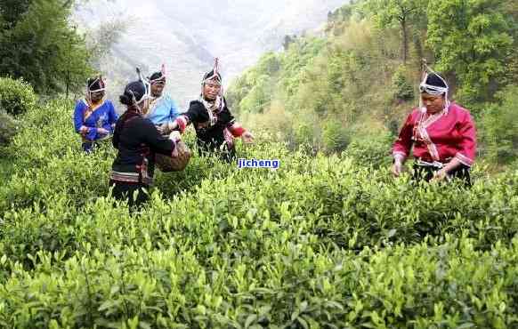 景明茶产于丽水景畲族，丽水景畲族：探寻明茶的故乡