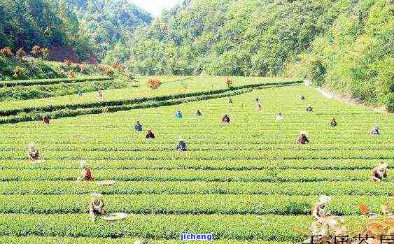 湖南碣滩茶价格-湖南碣滩茶价格辰龙关