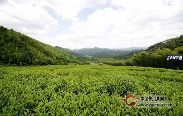 海丰西坑茶价格-海丰县西坑茶