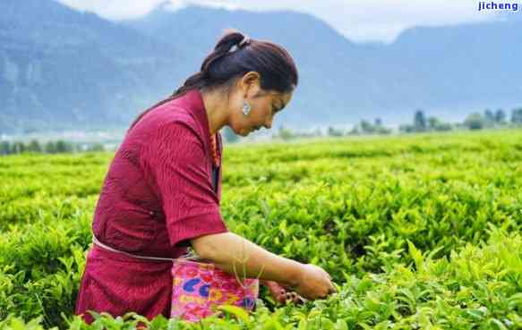 西藏易贡茶叶，品味西藏：探寻易贡茶叶的独特魅力