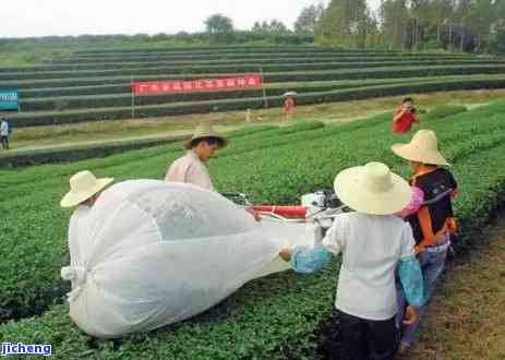 六大茶类品种，探索中国茶文化：熟悉六大茶类的品种和特点