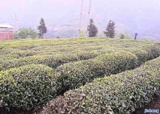 马边高山茶叶介绍及价格一览