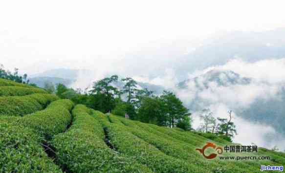 马边高山茶价格-马边高山茶价格多少