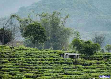 福鼎大毫茶口感的特点，探秘福鼎大毫茶：特别口感特点解析