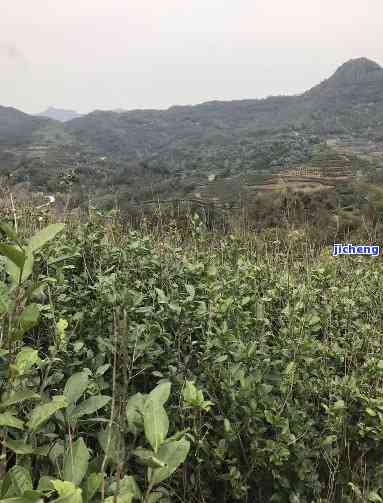 高山荒野白茶，探索大自然的馈赠：高山荒野白茶的魅力与故事