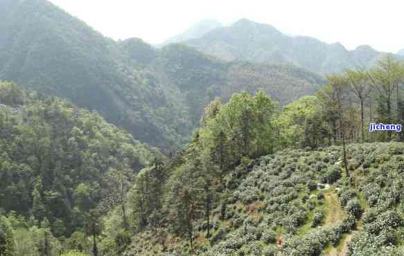 磻溪高山茶价格-溪口高山茶多少钱