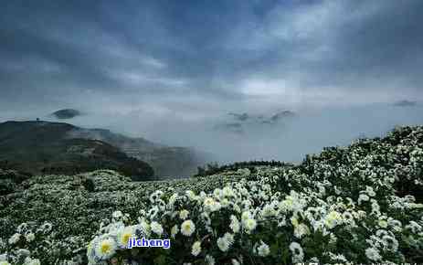 歙县大方茶价格-黄山大方茶