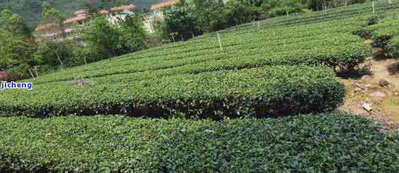 丰顺山茶价格-丰顺山茶叶