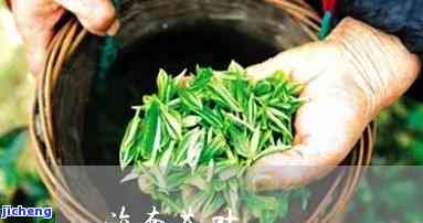 海南青茶价格-海南青茶价格走势