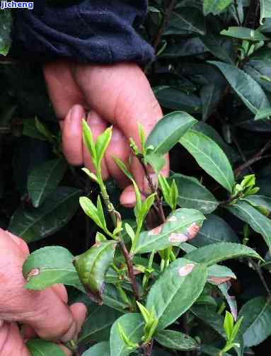 东石笋野茶属于绿茶还是红茶，揭秘茶叶品种：东石笋野茶是绿茶还是红茶？