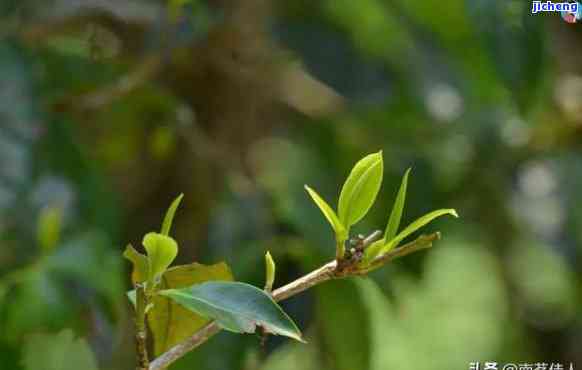 东石笋野茶属于绿茶还是红茶，揭秘茶叶品种：东石笋野茶是绿茶还是红茶？