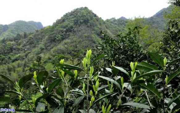 东石笋野茶属于绿茶还是红茶，揭秘茶叶品种：东石笋野茶是绿茶还是红茶？