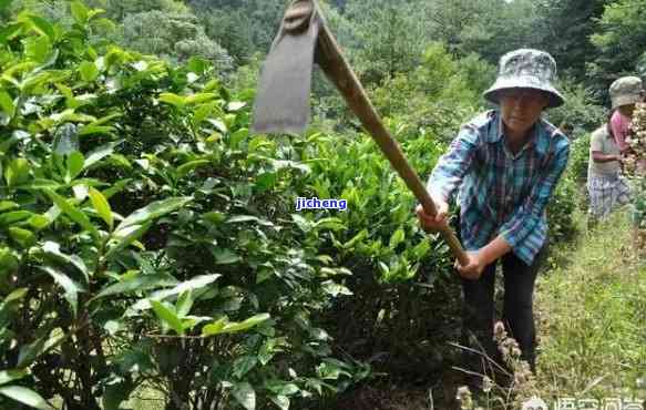 茶树专用肥料，提升茶叶产量和品质：茶树专用肥料的采用指南