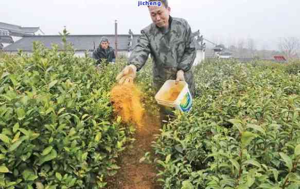 茶树专用肥料，提升茶叶产量和品质：茶树专用肥料的采用指南