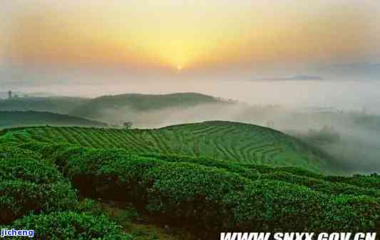 天台山茶园：风景、茶场、茶叶、文化和产业全览