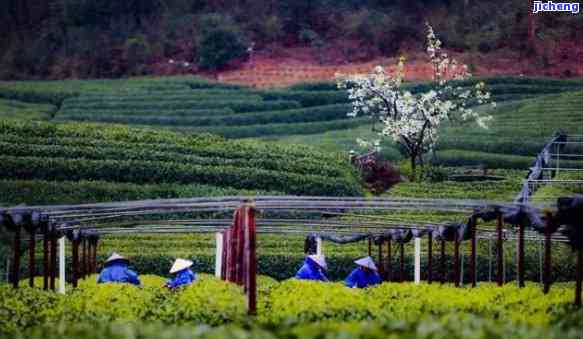 天台山茶文化，探秘中国茶文化的瑰宝：天台山的茶园与传统