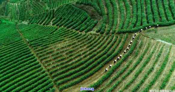 天台山茶文化，探秘中国茶文化的瑰宝：天台山的茶园与传统