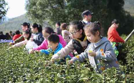 太华茶叶介绍：历、品种与价格全解析