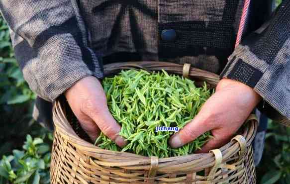 临沂玉芽茶叶，品味临沂：探索玉芽茶叶的美妙世界