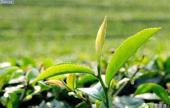 临沂玉芽茶叶，品味临沂：探索玉芽茶叶的美妙世界