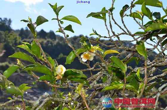 岩中花树茶价格-岩中花树的境界