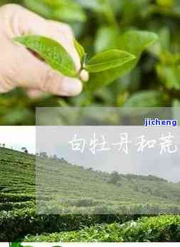 荒野牡丹茶叶，探索自然之美：荒野牡丹茶叶的特别魅力与健益处