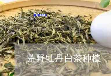 荒野牡丹茶价格-荒野牡丹茶价格多少